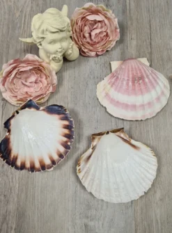 Coquille de baptême naturelle Beige
